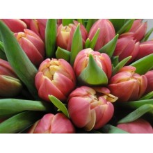 Tulip - Verona Red Fire 