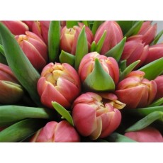 Tulip - Verona Red Fire 