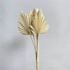 Dried Palm Spear Mini Bleached 
