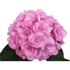 Hydrangea - Papillon Pink