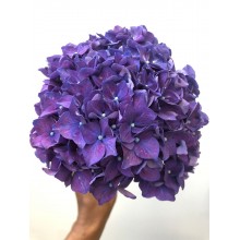 Hydrangea - Papillon  Purple / Violet 