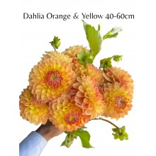 Dahlia Orange & Yellow 