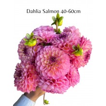 Dahlia Salmon 40 - 60cm
