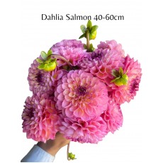Dahlia Salmon 40 - 60cm