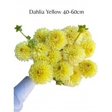 Dahlia Yellow 40 - 60cm