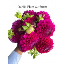 Dahlia Plum 40 - 60cm