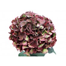 Hydrangea - Dark Magical Ruby Glow 40cm