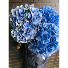Hydrangea - Royal Anne Blue 