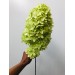 Hydrangea Cone - Lime Green Paniculata 