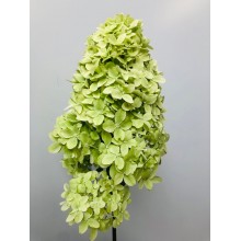 Hydrangea Cone - Lime Green Paniculata 