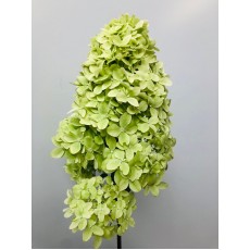 Hydrangea Cone - Lime Green Paniculata 