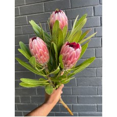 Protea - Pink Ice 