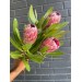 Protea - Pink Ice 