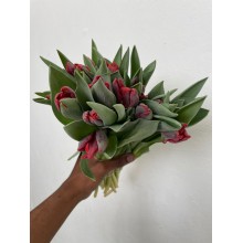 Tulip - Rococo