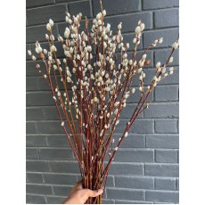 Fresh Pussy Willow Brown 
