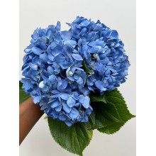 Hydrangea Elite Blue 