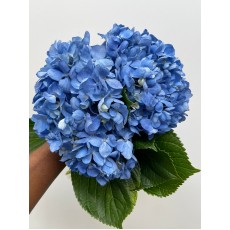 Hydrangea Elite Blue 