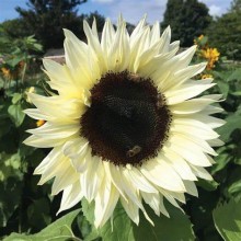 Sunflower White Vanderfax 