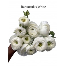 Ranunculus White (Seasonal)