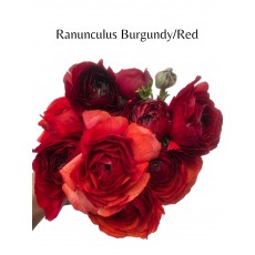 Ranunculus Burgundy Red  (Seasonal)