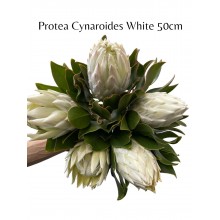 Protea - Cynaroides White 
