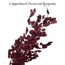 Copperbeech Preserved Burgundy