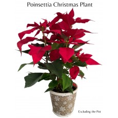 Poinsettia Christmas Plant 