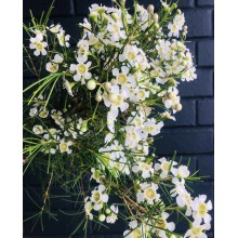 Wax Flowers - White 