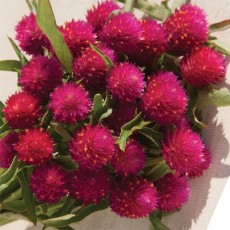 Gomphrena Qis Carmine 