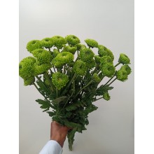 Chrysanthemum Green