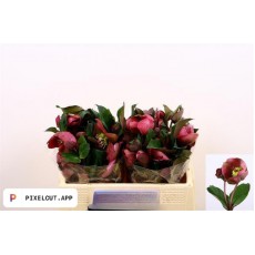 Hellebore Red 