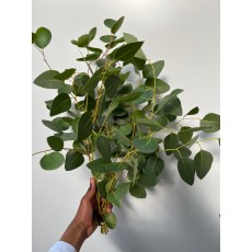 Populus Gum 