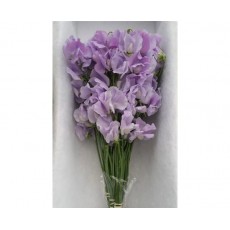 Lathyrus (Sweet Pea) Sun Lavender 