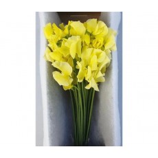 Lathyrus (Sweet Pea) Yellow 