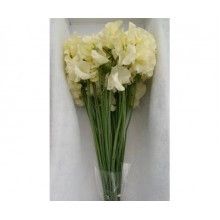 Lathyrus (Sweet Pea) Cream 