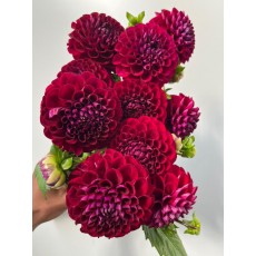 Dahlia Burgundy (Seasonal)