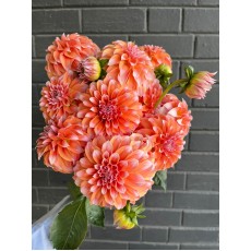 Dahlia Orange Love (Seasonal)