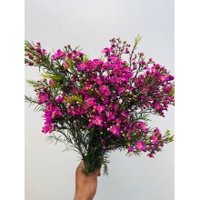 Wax Flowers - Sweet Purple 