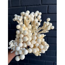 Dried specials - White Brunia 