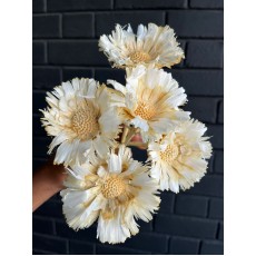 Dried specials - Sun Bleached 