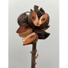 Dried specials - Stock Soro Pods