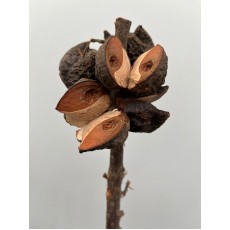Dried specials - Stock Soro Pods