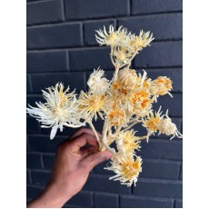 Dried specials - White Spiders Mid 