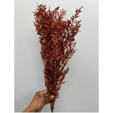 Preserved Ruscus - Brown 