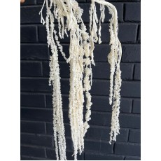 Preserved Amaranthus - White Bleached