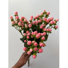 Hypericum Coco Casino Hypericum Coco Casino