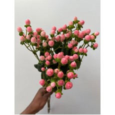 Hypericum Coco Casino 