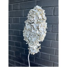 Hydrangea Sugar Cane Whitewash 