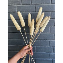 Mealies on a stock Mealies on a stock