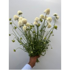 Gomphrena 